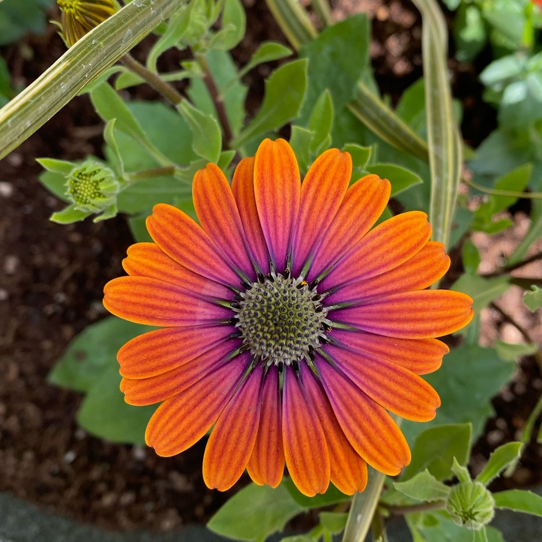 Spring Art and the Joy of Growing Ideas